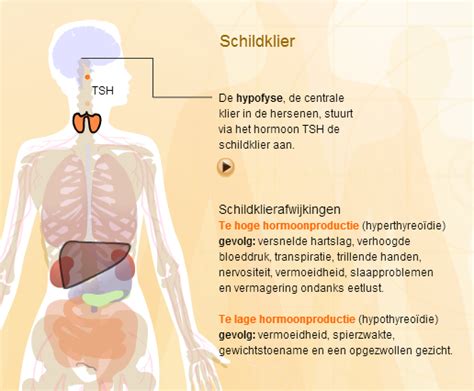 tsh test schildklier.